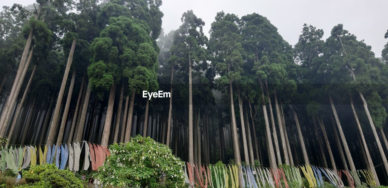 Nature always wears the colors of the spirit... Tree Plant Growth Nature Day Low Angle View Beauty In Nature No People Green Color Forest Tropical Climate Tranquility Palm Tree Outdoors Land Scenics - Nature Tranquil Scene Sky Non-urban Scene Rainforest Mountain Beauty Pine Tree Nature Foggy Morning