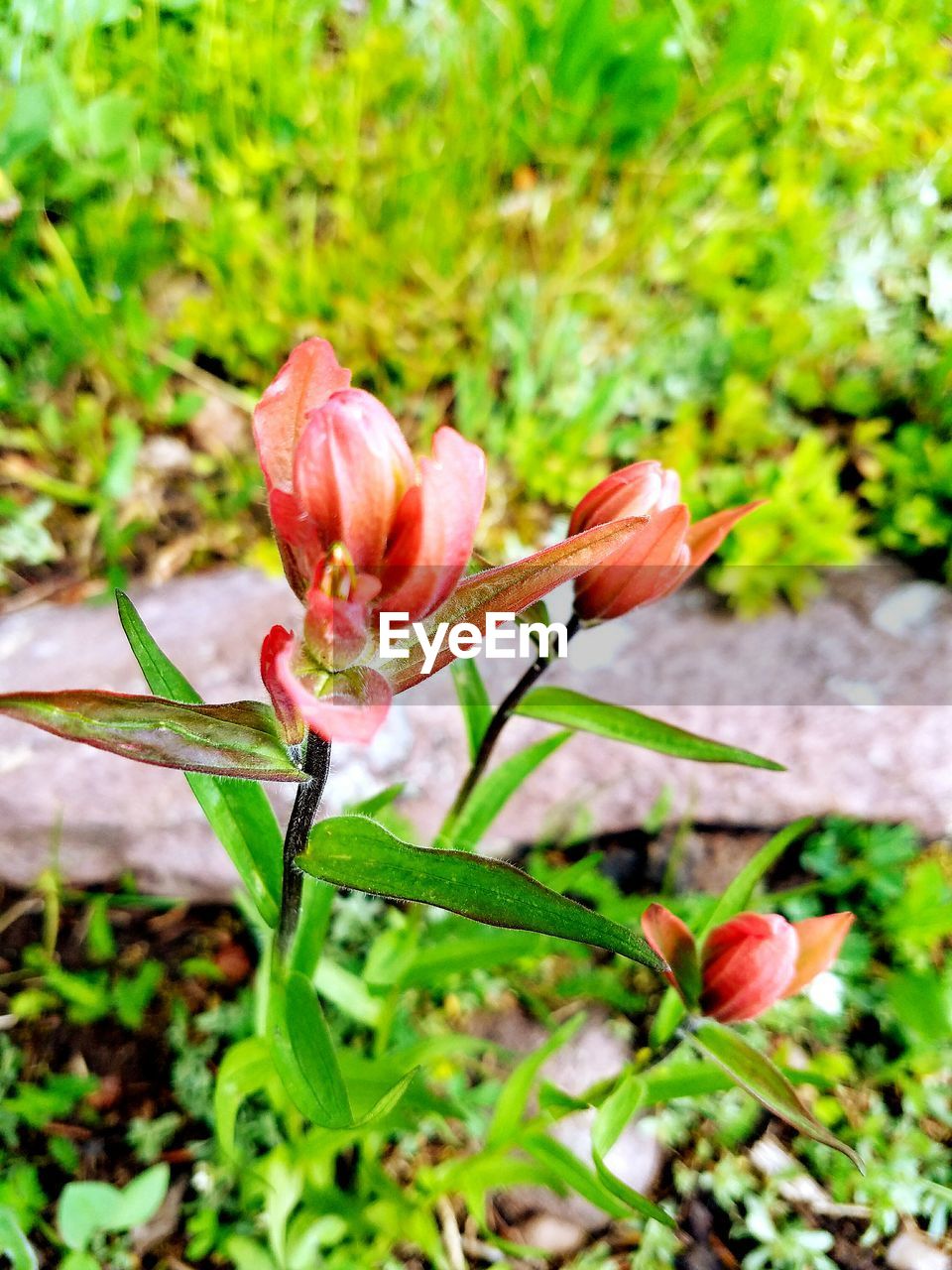 CLOSE-UP OF PINK FLOWERS BLOOMING