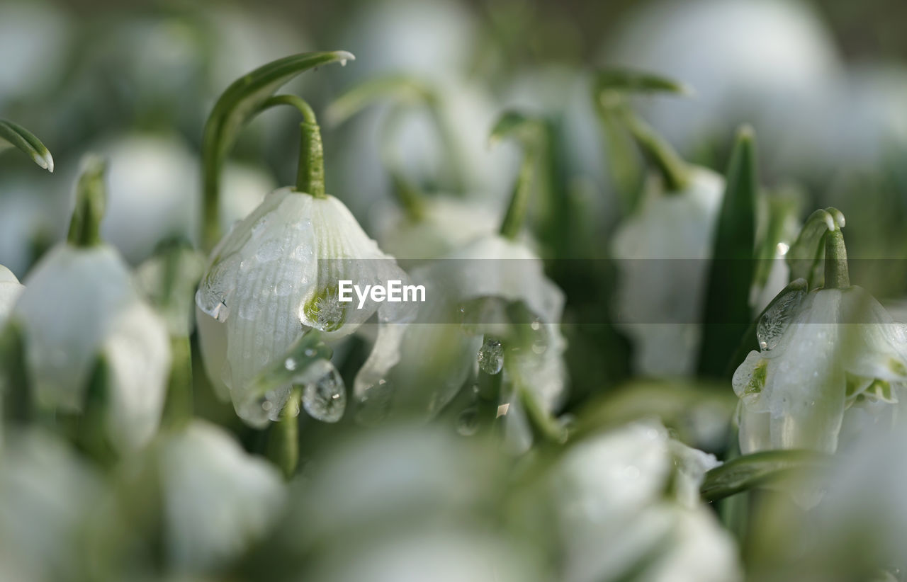 Close-up of wet flower buds