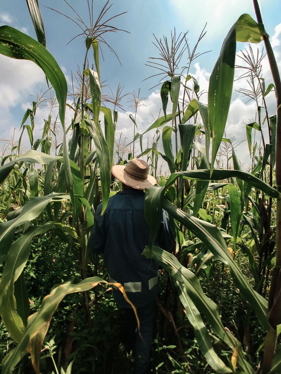 corn, agriculture, crop, plant, growth, food, landscape, rural scene, cereal plant, field, farm, land, nature, one person, food and drink, hat, sky, plantation, adult, vegetable, farmer, occupation, environment, harvesting, cloud, day, outdoors, clothing, standing, food grain, flower, organic, men, green, summer, leaf, waist up