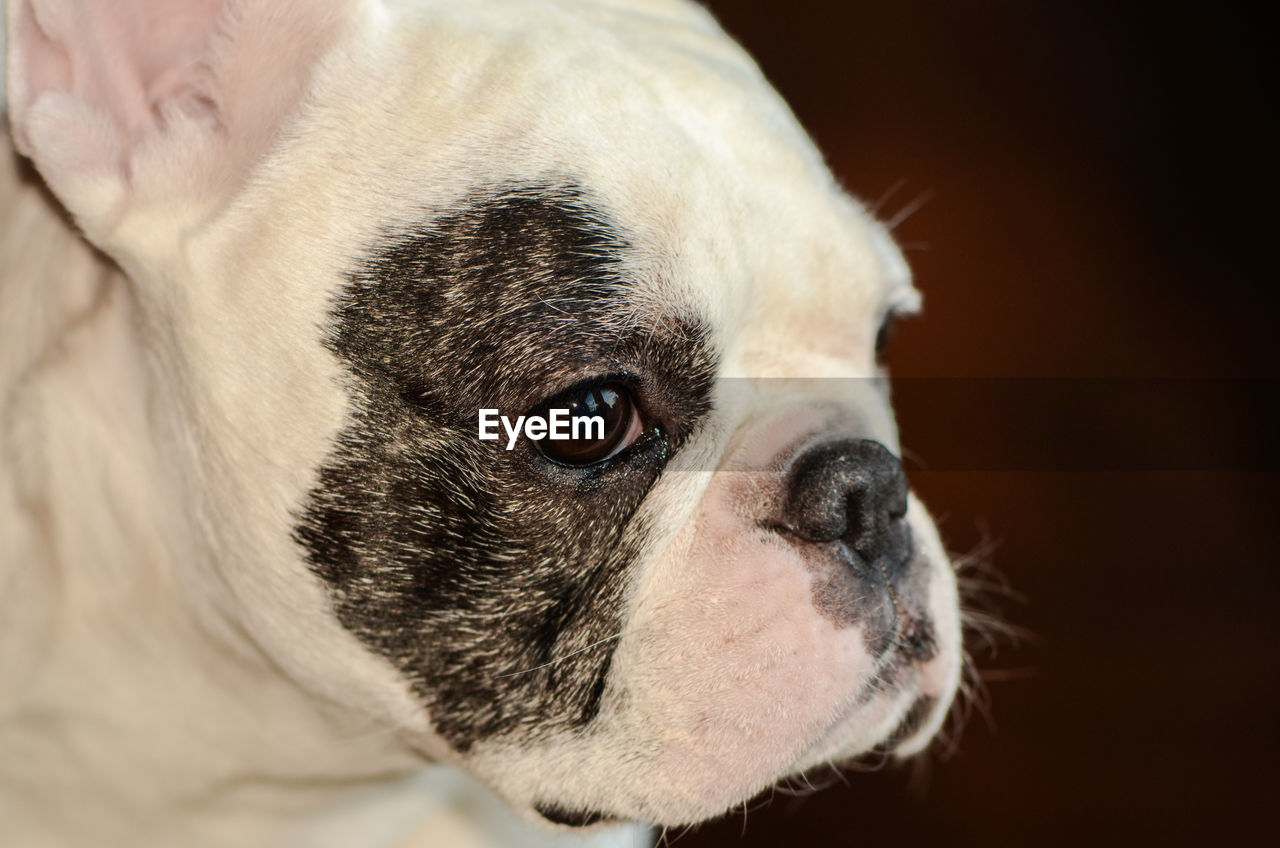 Close-up portrait of dog at home