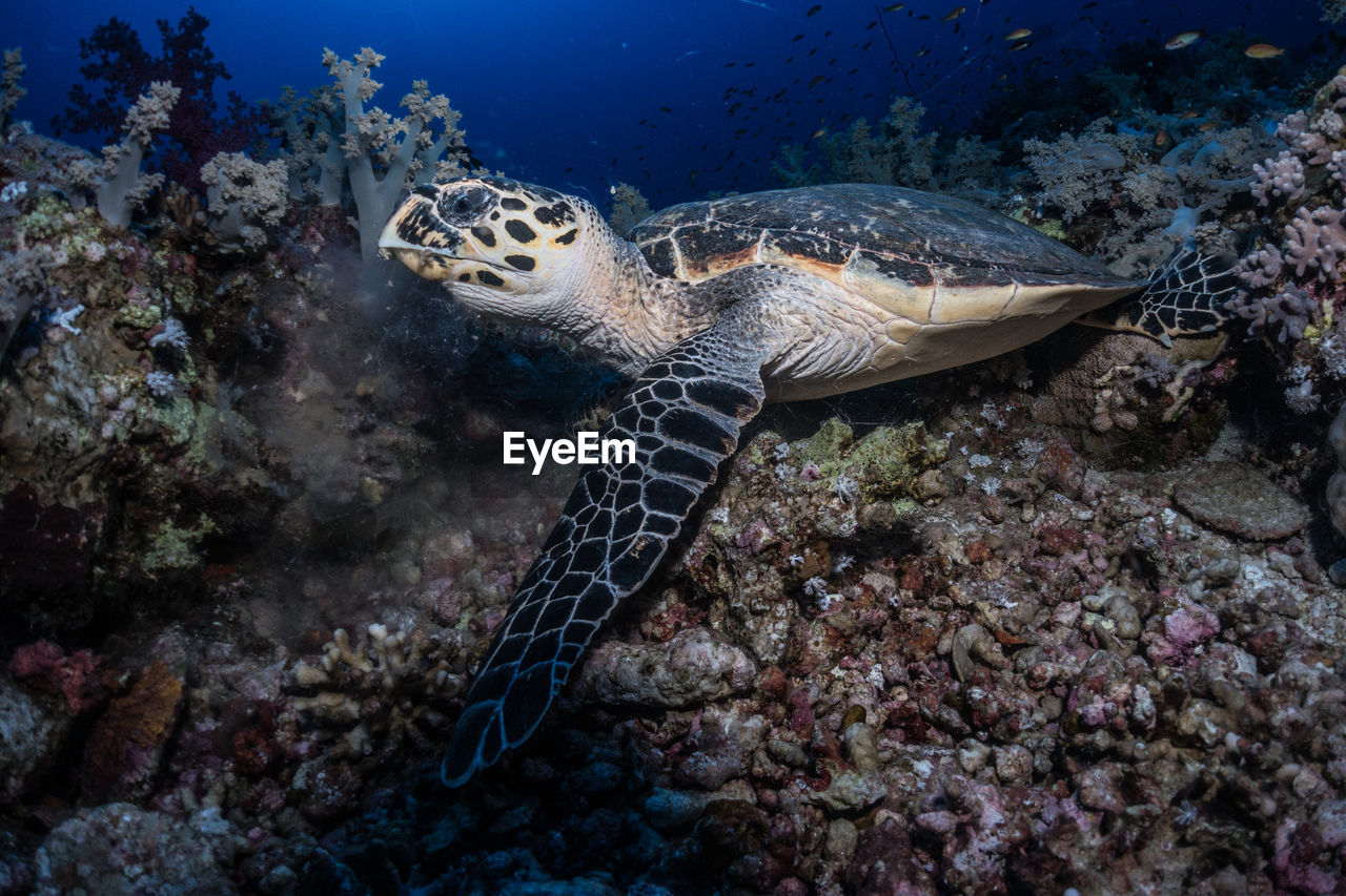 Sea turtle eating corals 