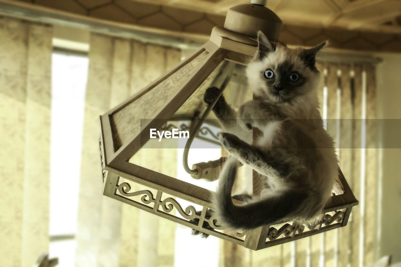 Portrait of cat on lighting equipment hanging from ceiling