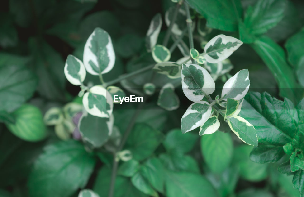 HIGH ANGLE VIEW OF FLOWERING PLANTS