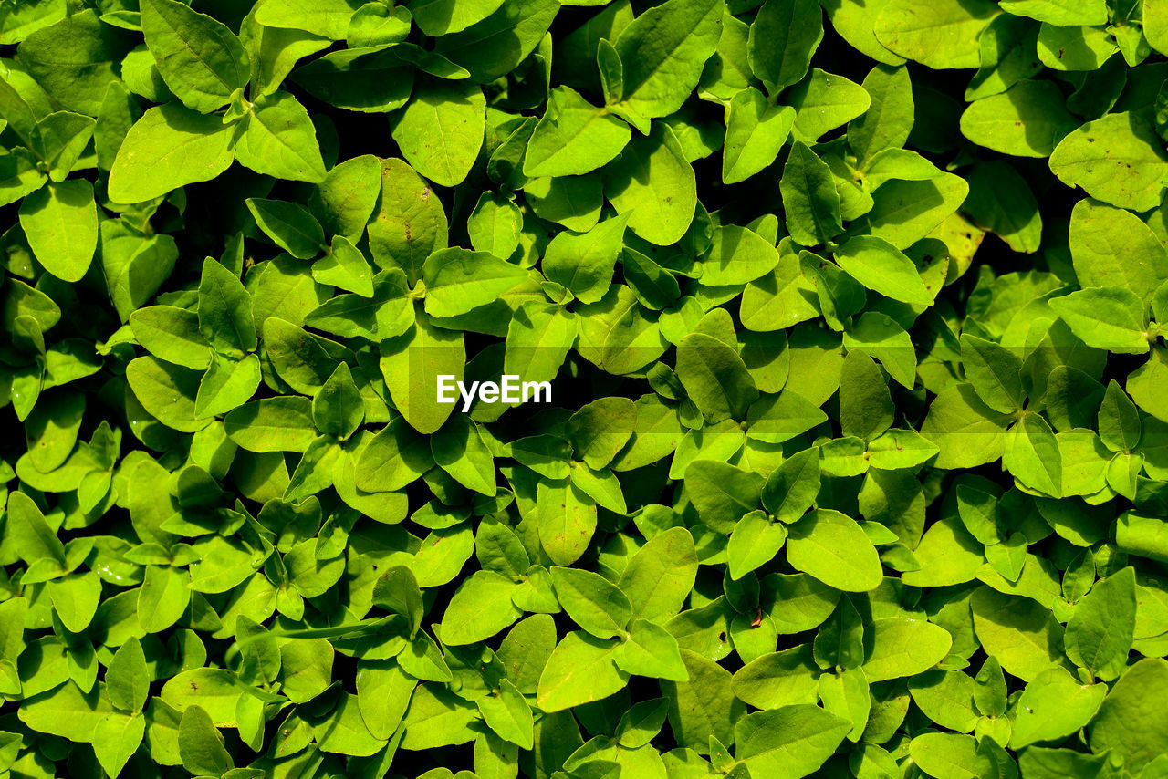 Full frame shot of green leaves