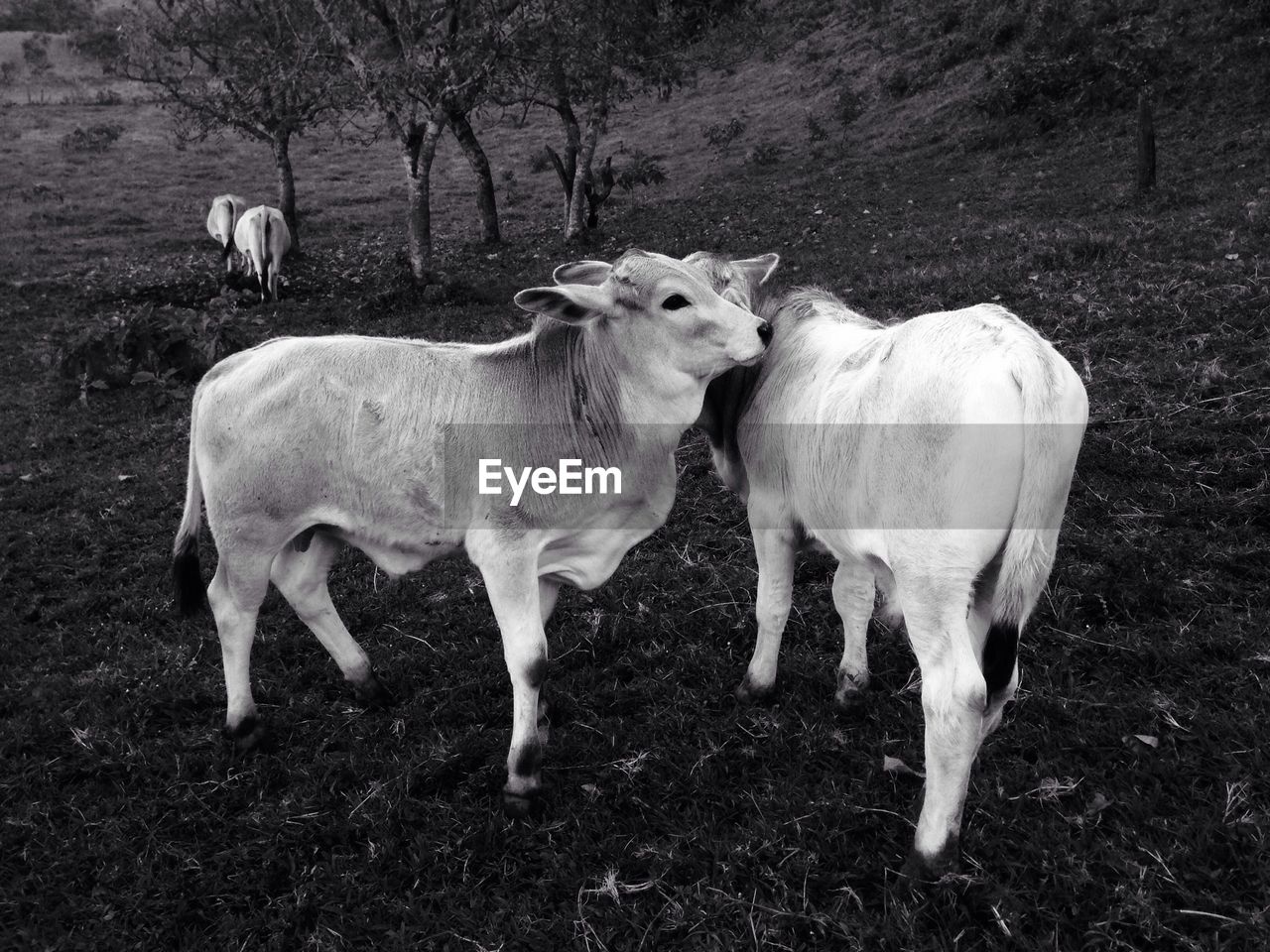 Sheep standing in pasture