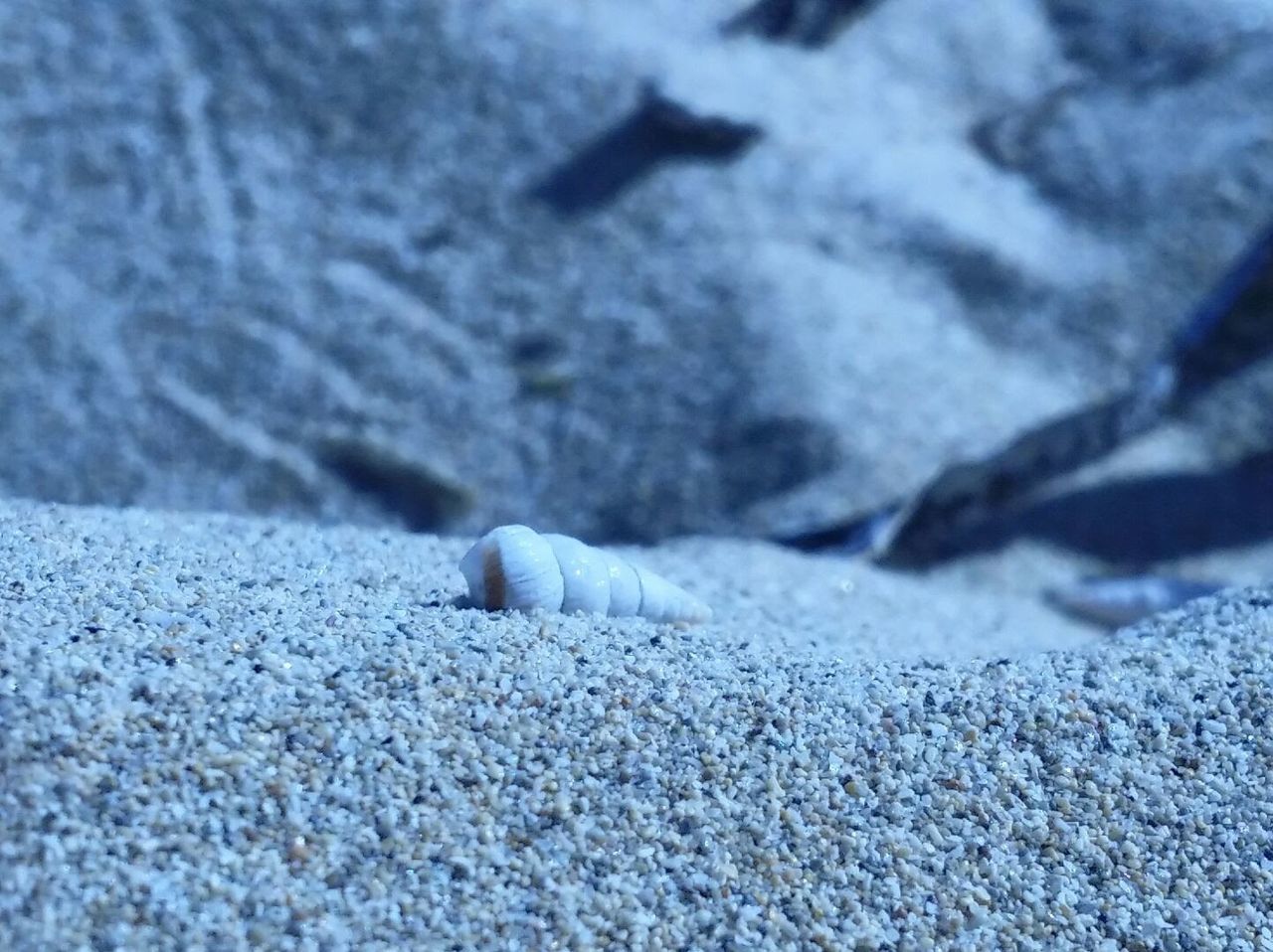 CLOSE-UP OF TURTLE ON SAND