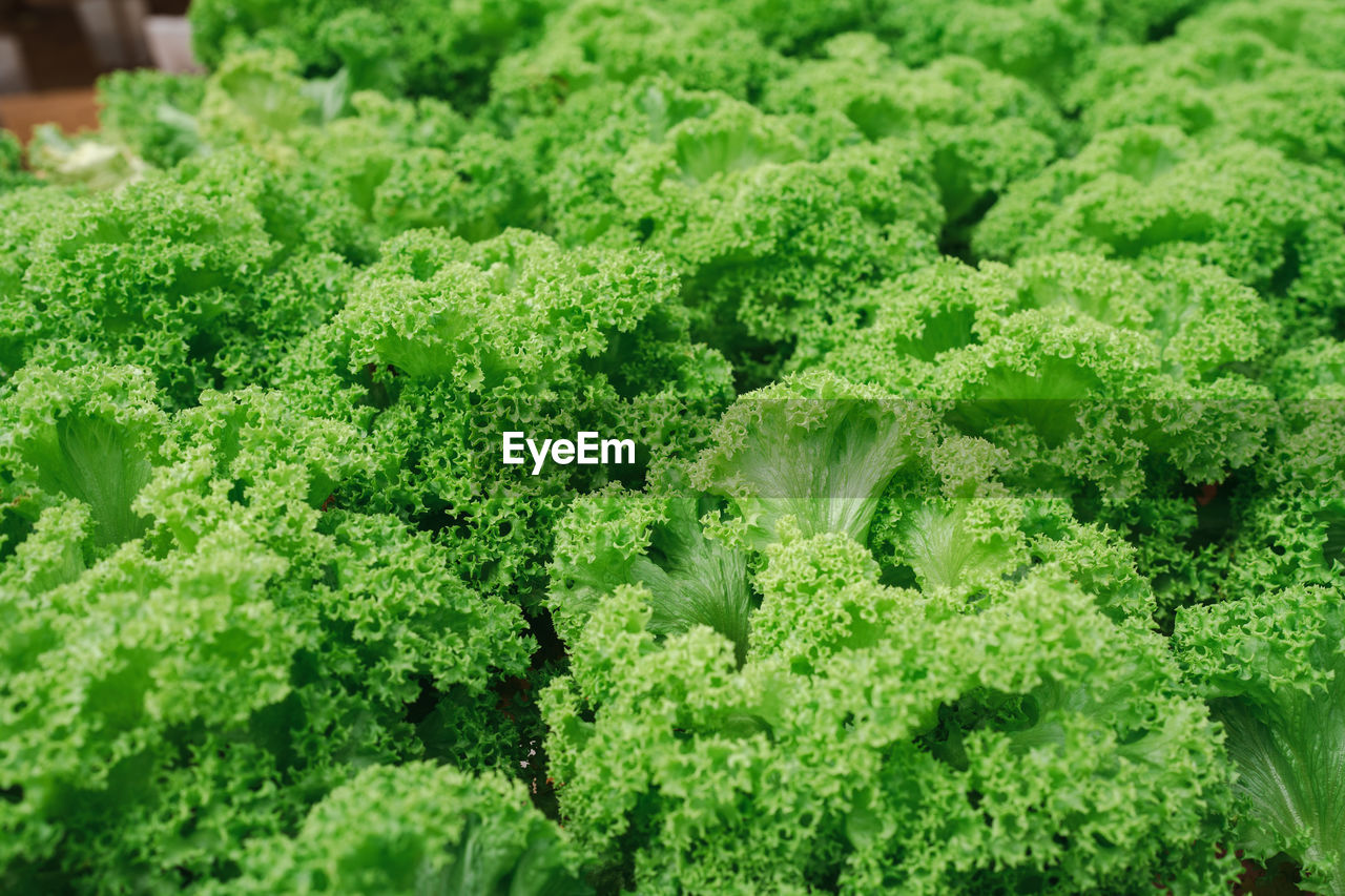 Vegetable lettuce in a greenhouse farm