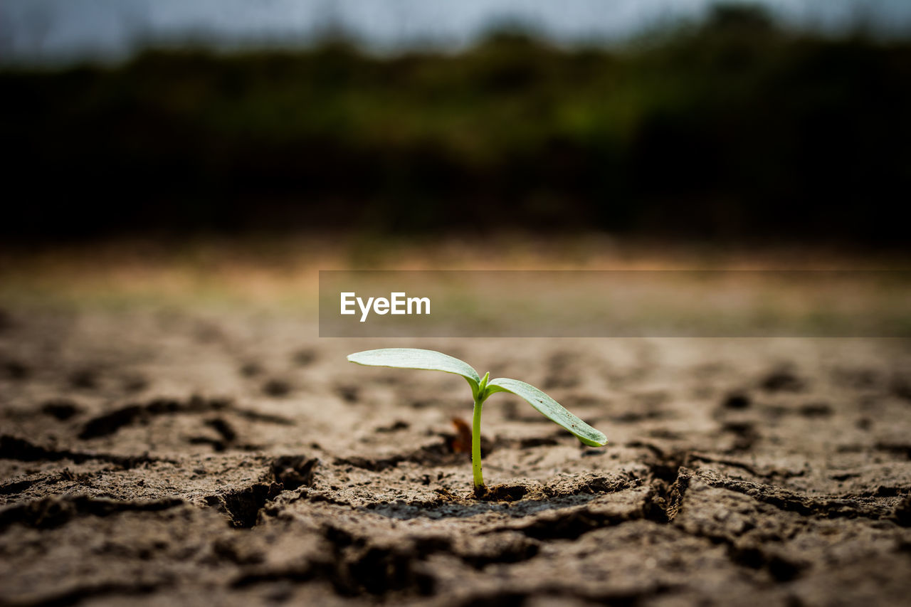 Close-up of plant growing on field