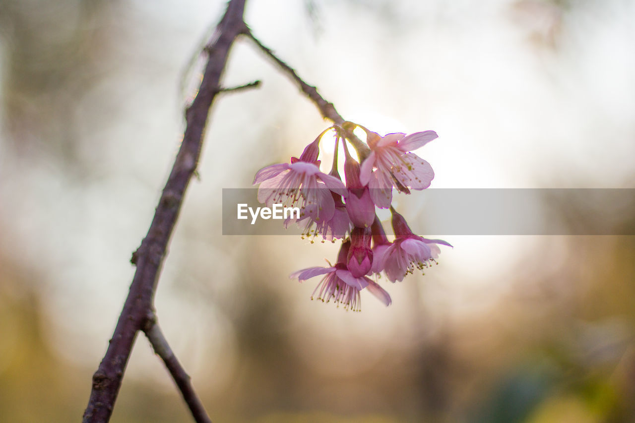  wild himalayan cherry with color is pink in the phu lom lo tourist attraction loei province thailand