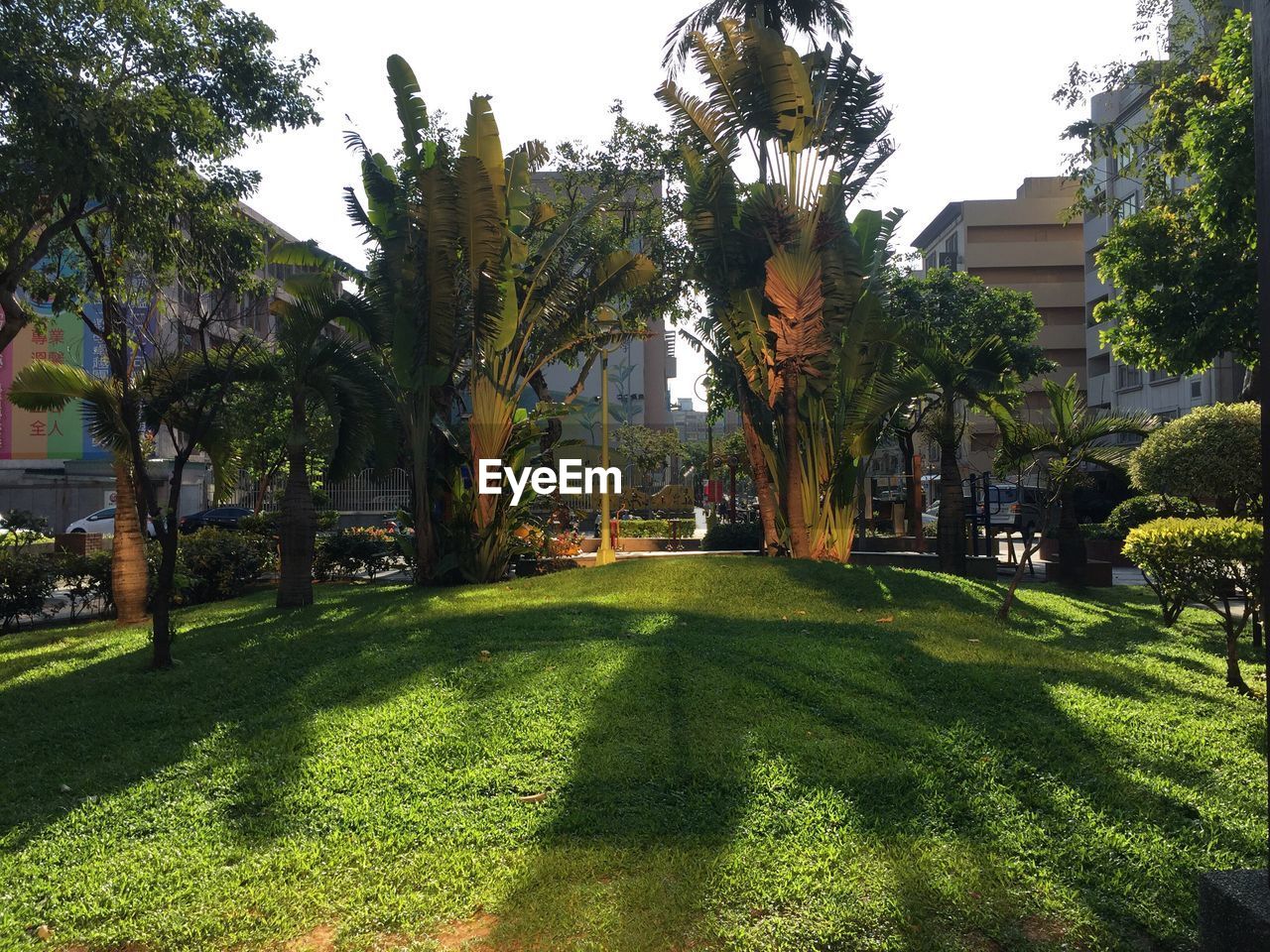 TREES GROWING IN PARK