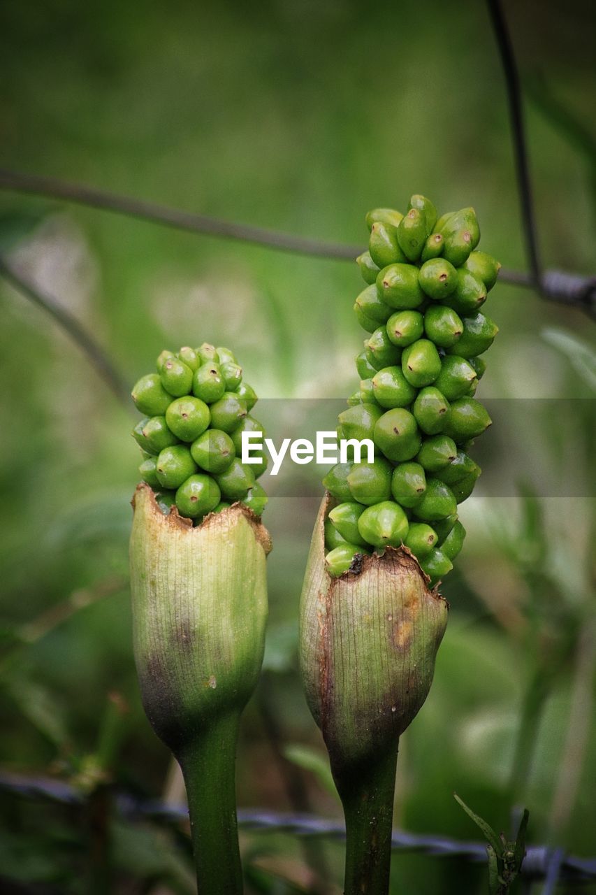 Close-up of fruits growing on field