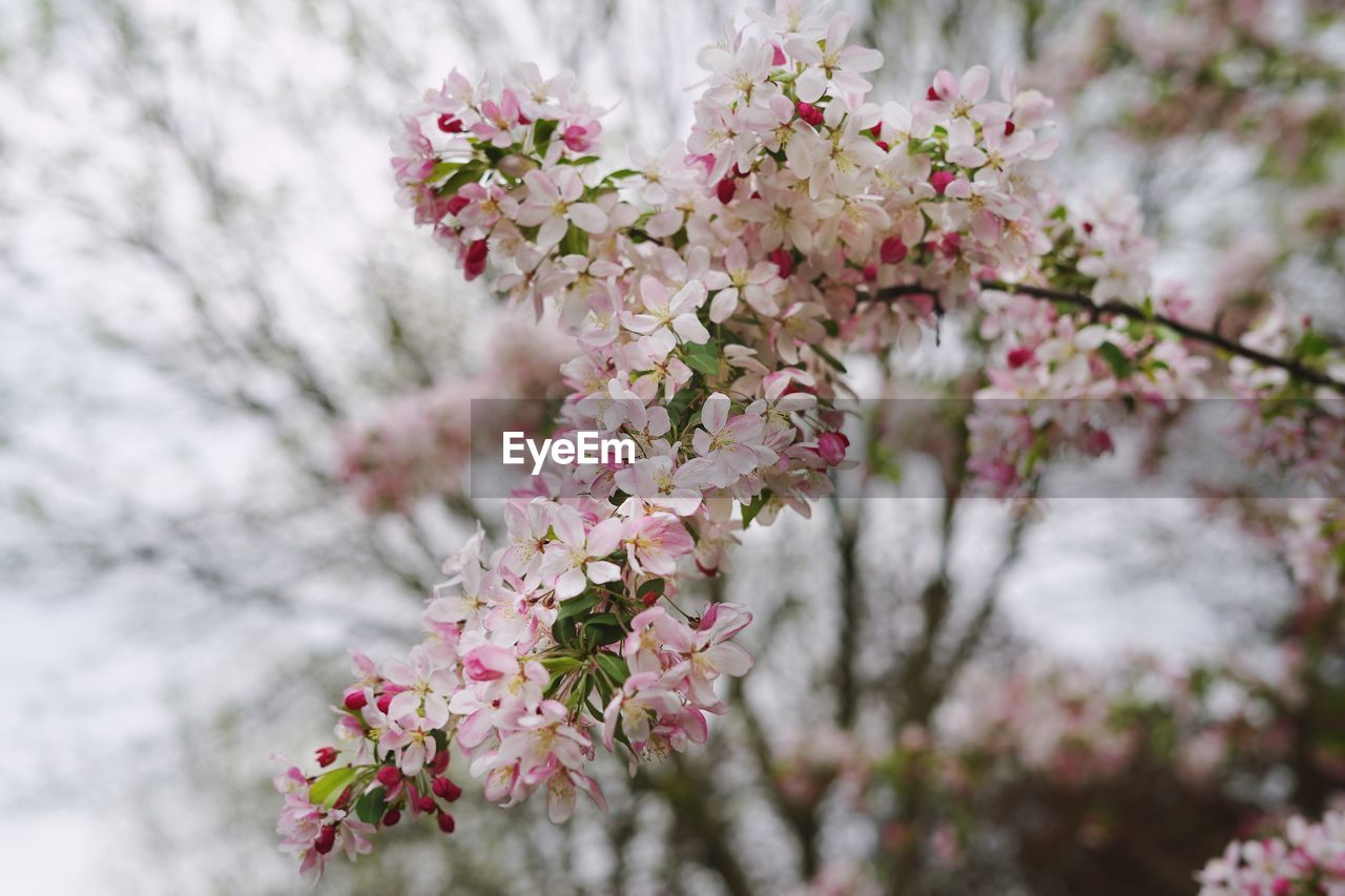 CLOSE-UP OF PINK CHERRY BLOSSOM TREE