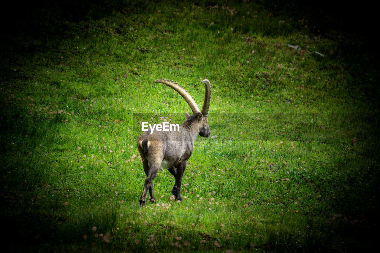 Ibex standing on field