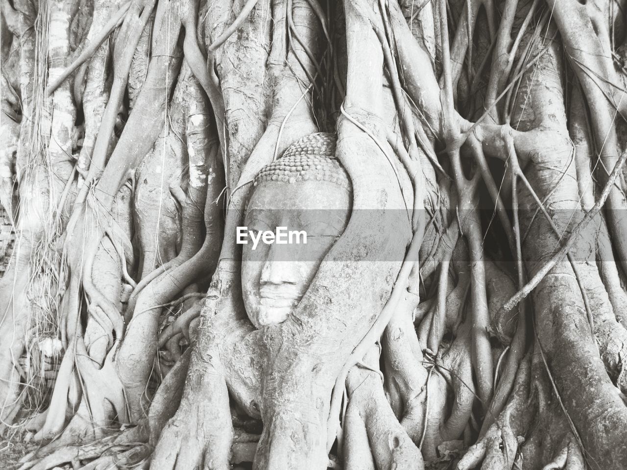 Human face among roots
