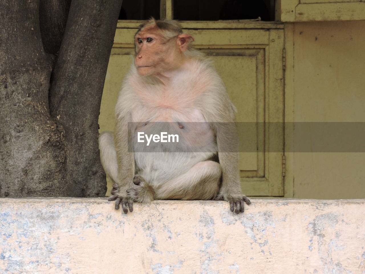 MONKEY SITTING ON WALL