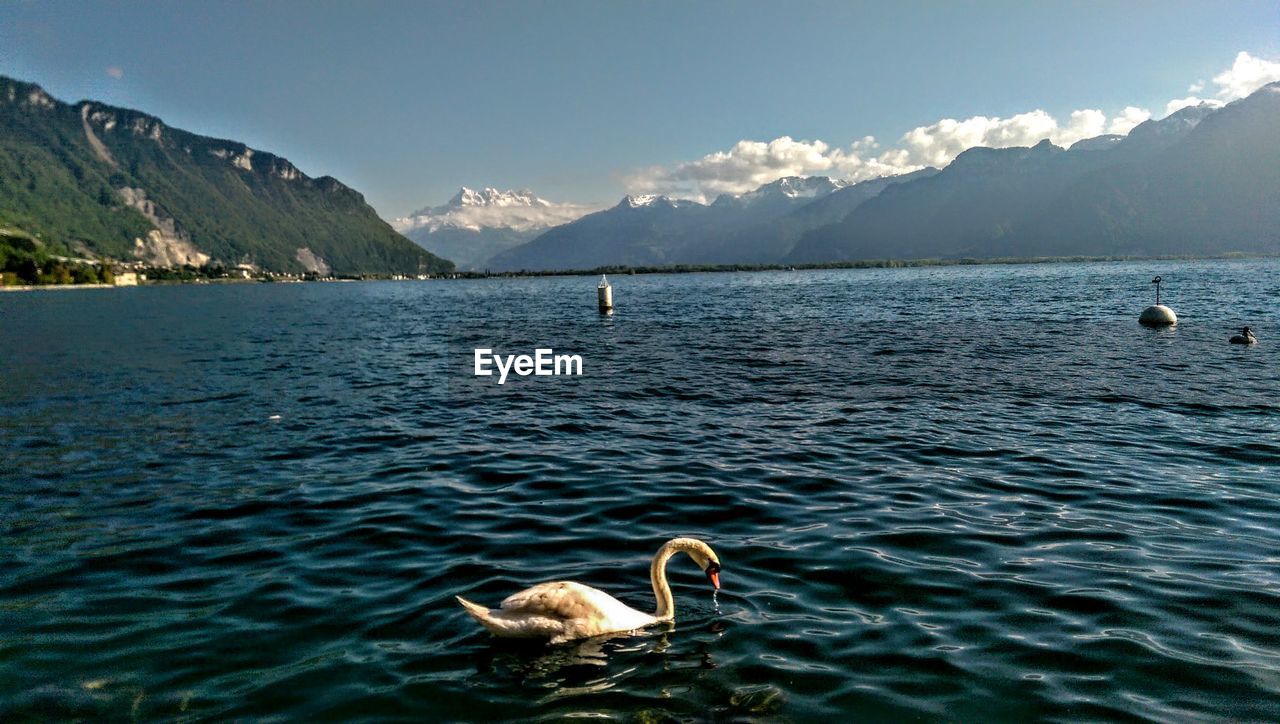 Swan swimming in sea