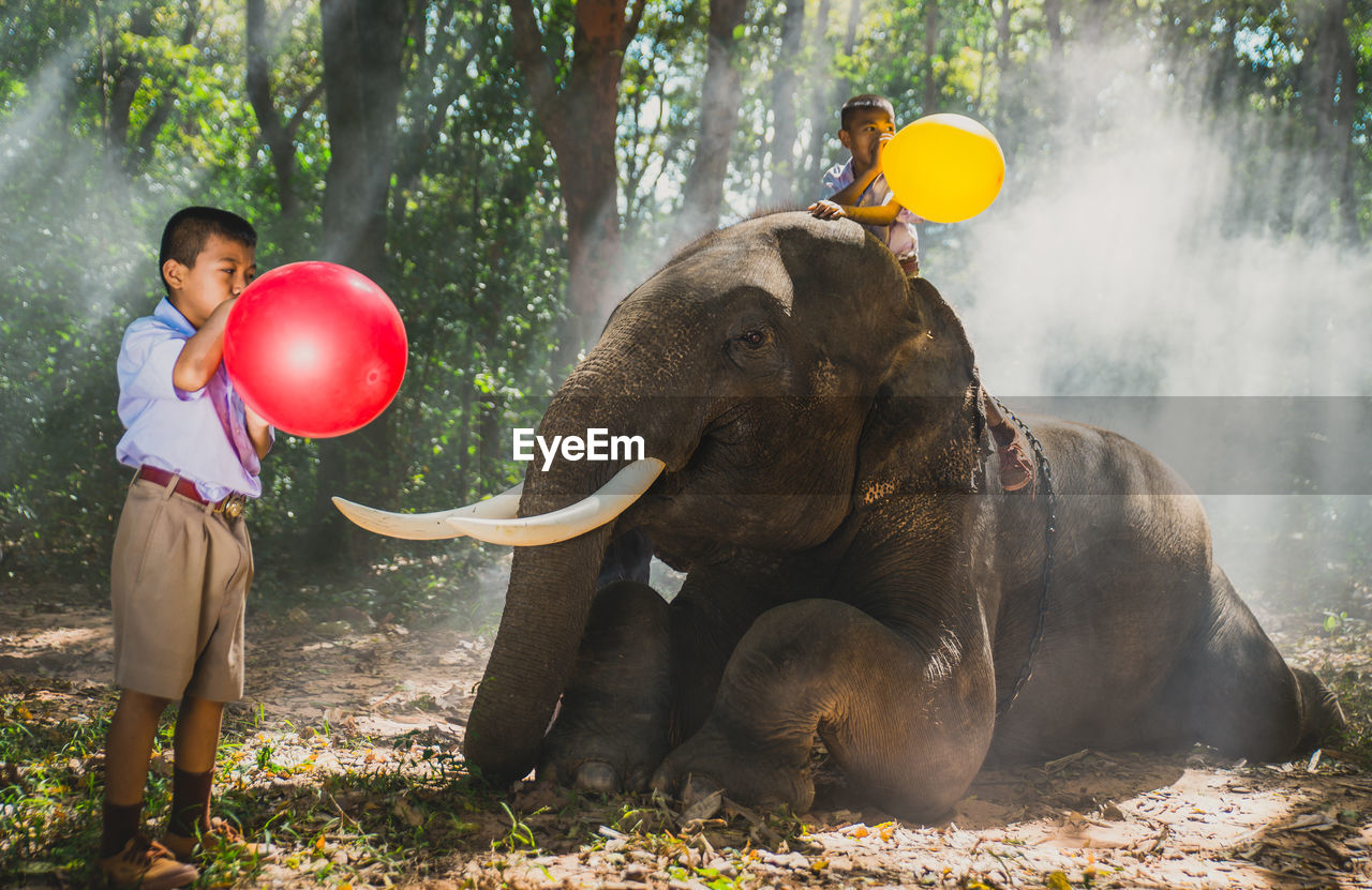 Schoolboys blowing balloons with elephant in forest