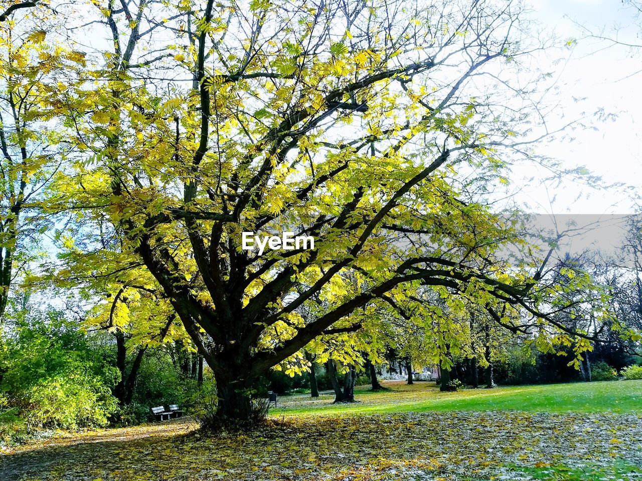 SCENIC VIEW OF TREES AND PARK