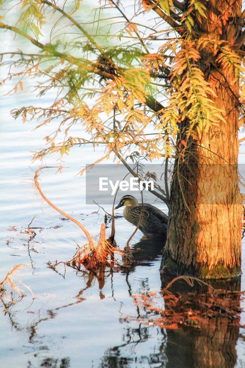 REFLECTION OF TREE IN LAKE