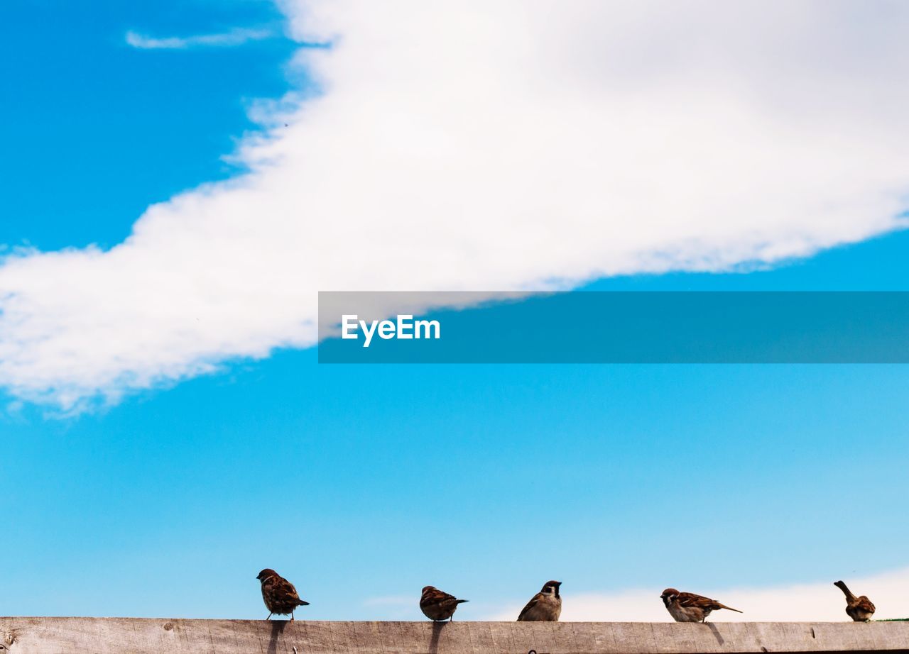 Flock of birds against blue sky