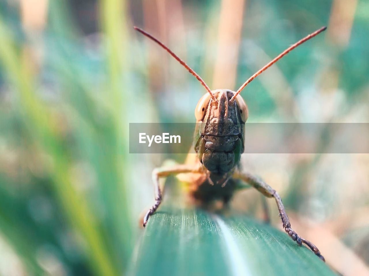 CLOSE-UP OF GRASSHOPPER ON LEAF