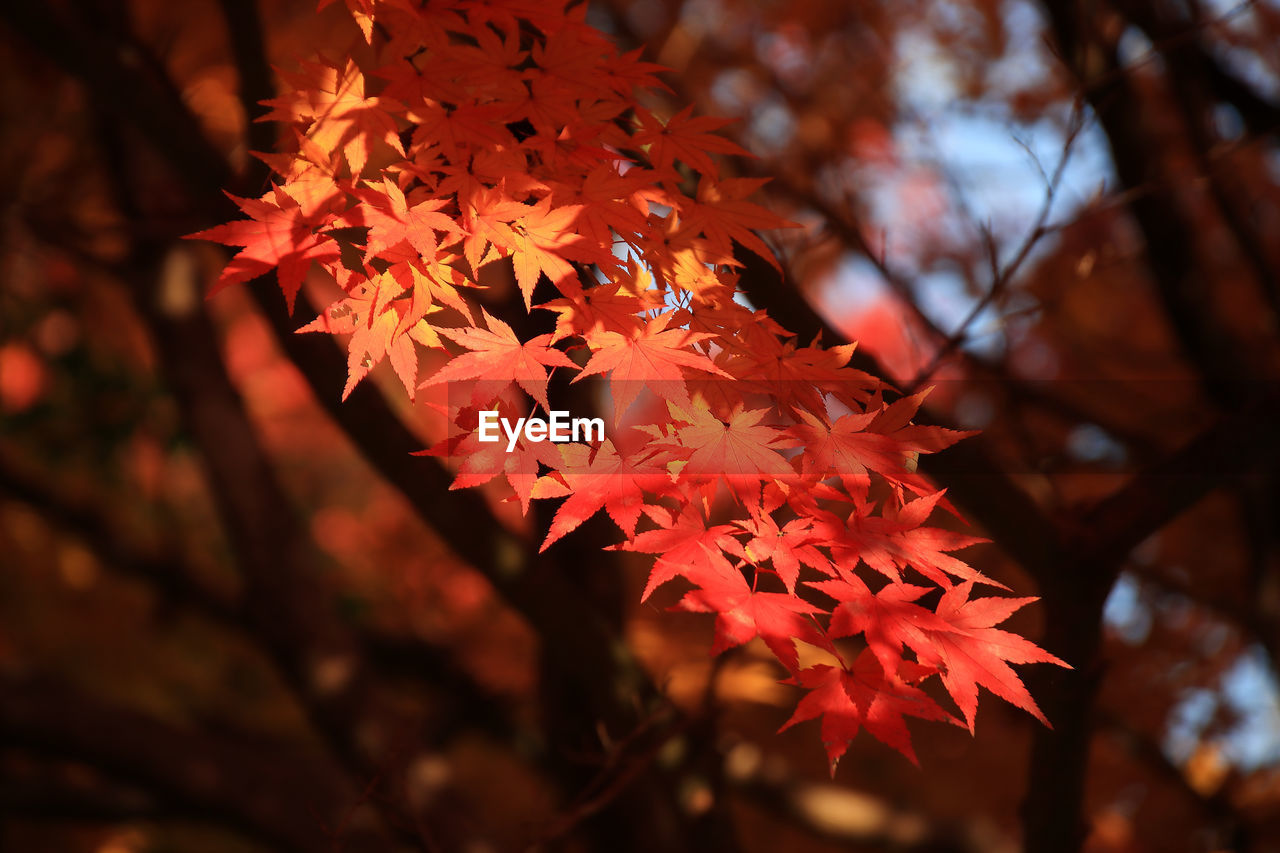 CLOSE-UP OF MAPLE LEAVES ON BRANCH