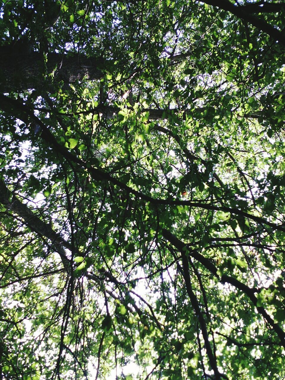 LOW ANGLE VIEW OF TREES