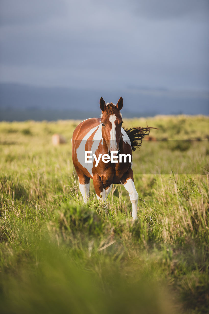 Horse eating in a meadow on big island of hawaii