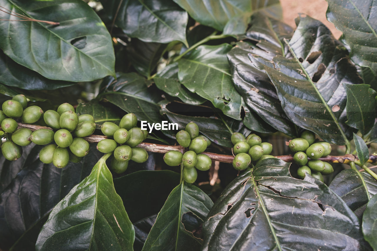 Coffee beans ripening on tree in north of thailand