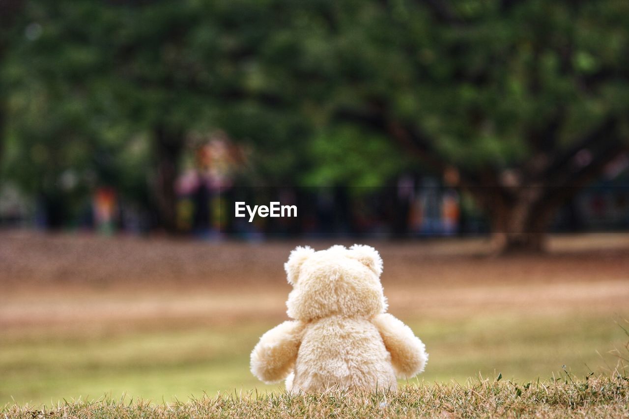 CLOSE-UP OF STUFFED TOY ON FIELD AT PARK