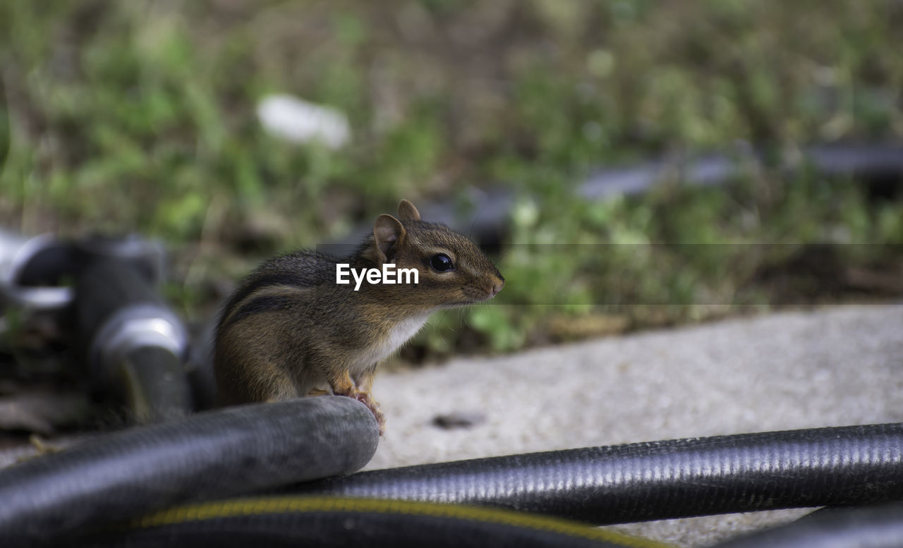 Portrait of an adorable chipmunk on a garden hose in a garden in chattanooga tennessee