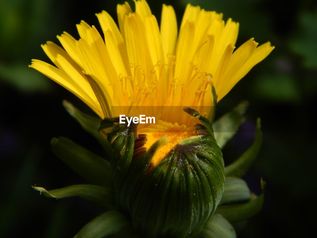 Close-up of yellow flowering plant