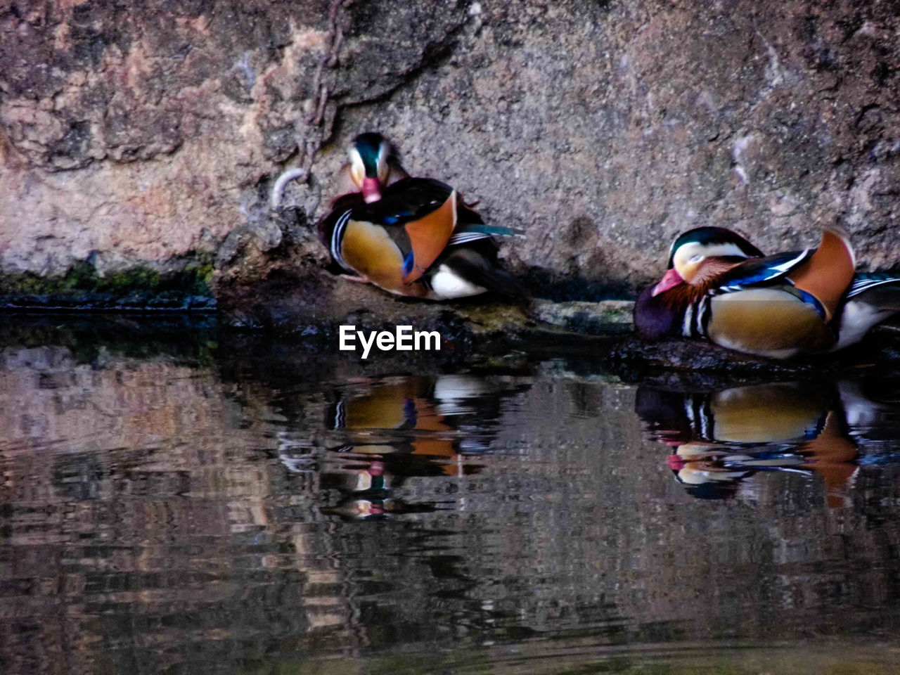 BIRDS IN LAKE