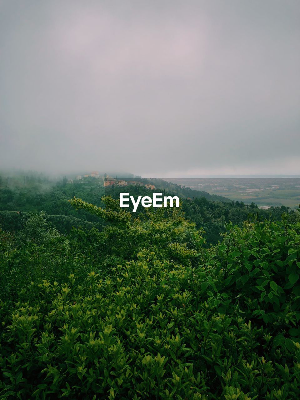 Scenic view of green landscape against sky