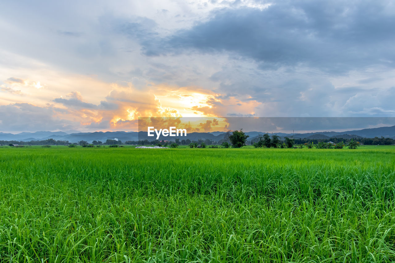 Scenic view of field against sky during sunset