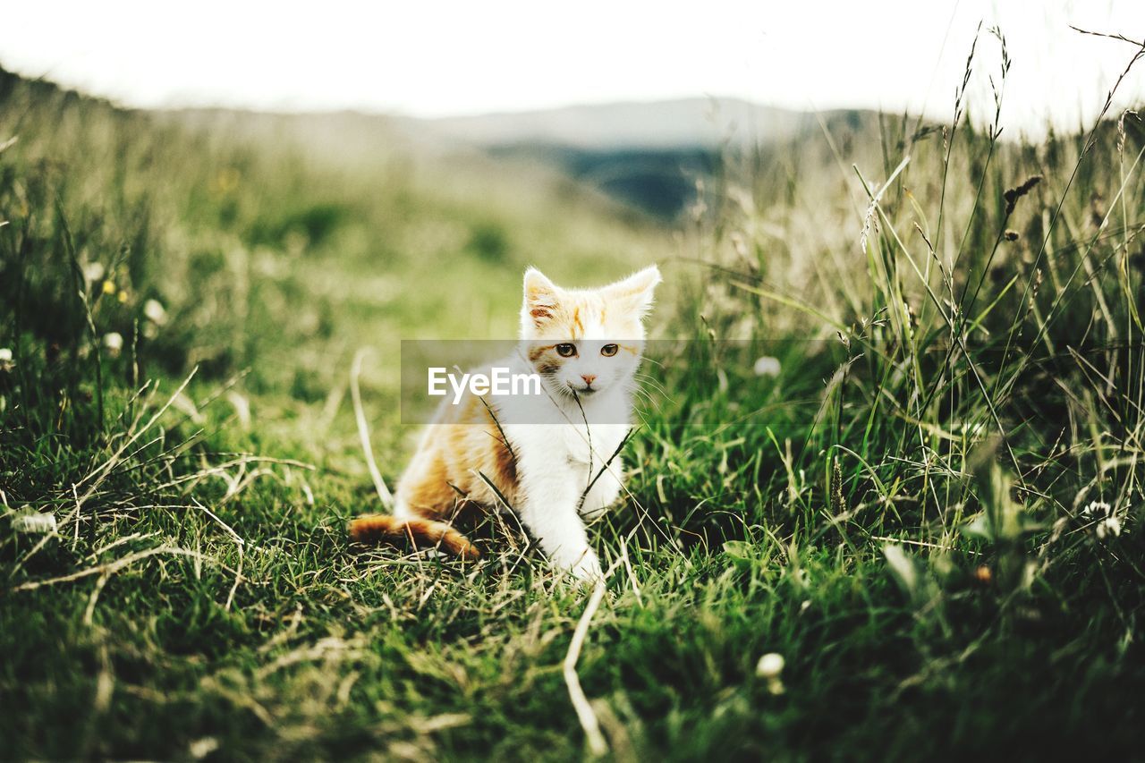 Portrait of kitten sitting on grassy field