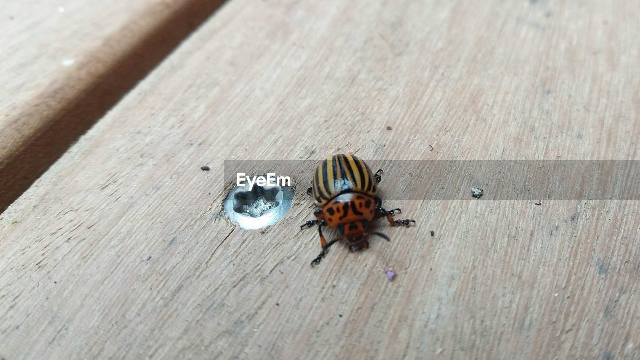 CLOSE-UP OF LADYBUG ON WOODEN TABLE