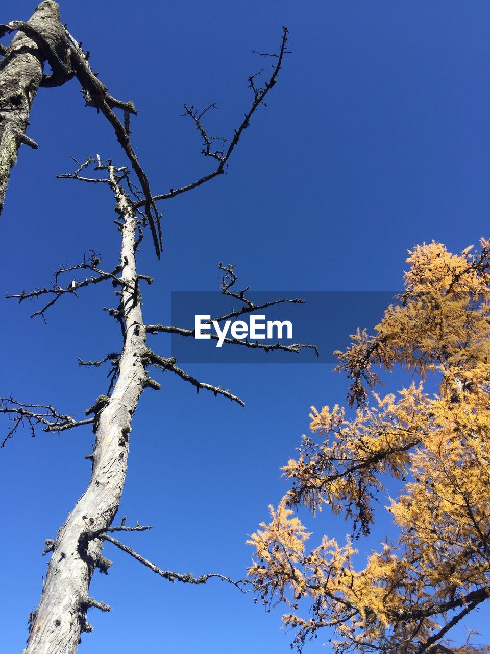 LOW ANGLE VIEW OF TREE AGAINST CLEAR BLUE SKY