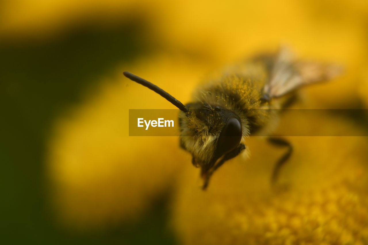 CLOSE-UP OF HONEY BEE POLLINATING ON FLOWER