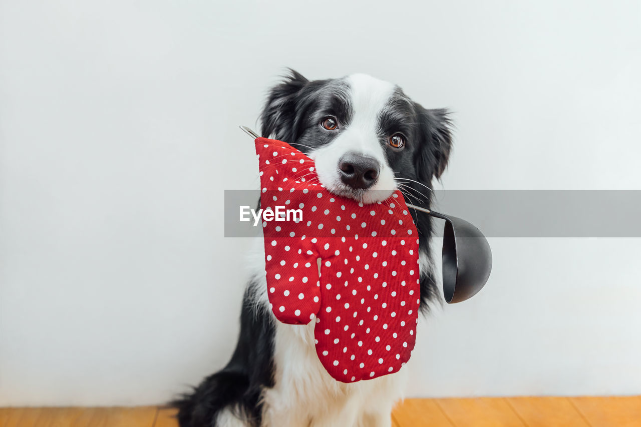 portrait of a dog against white background
