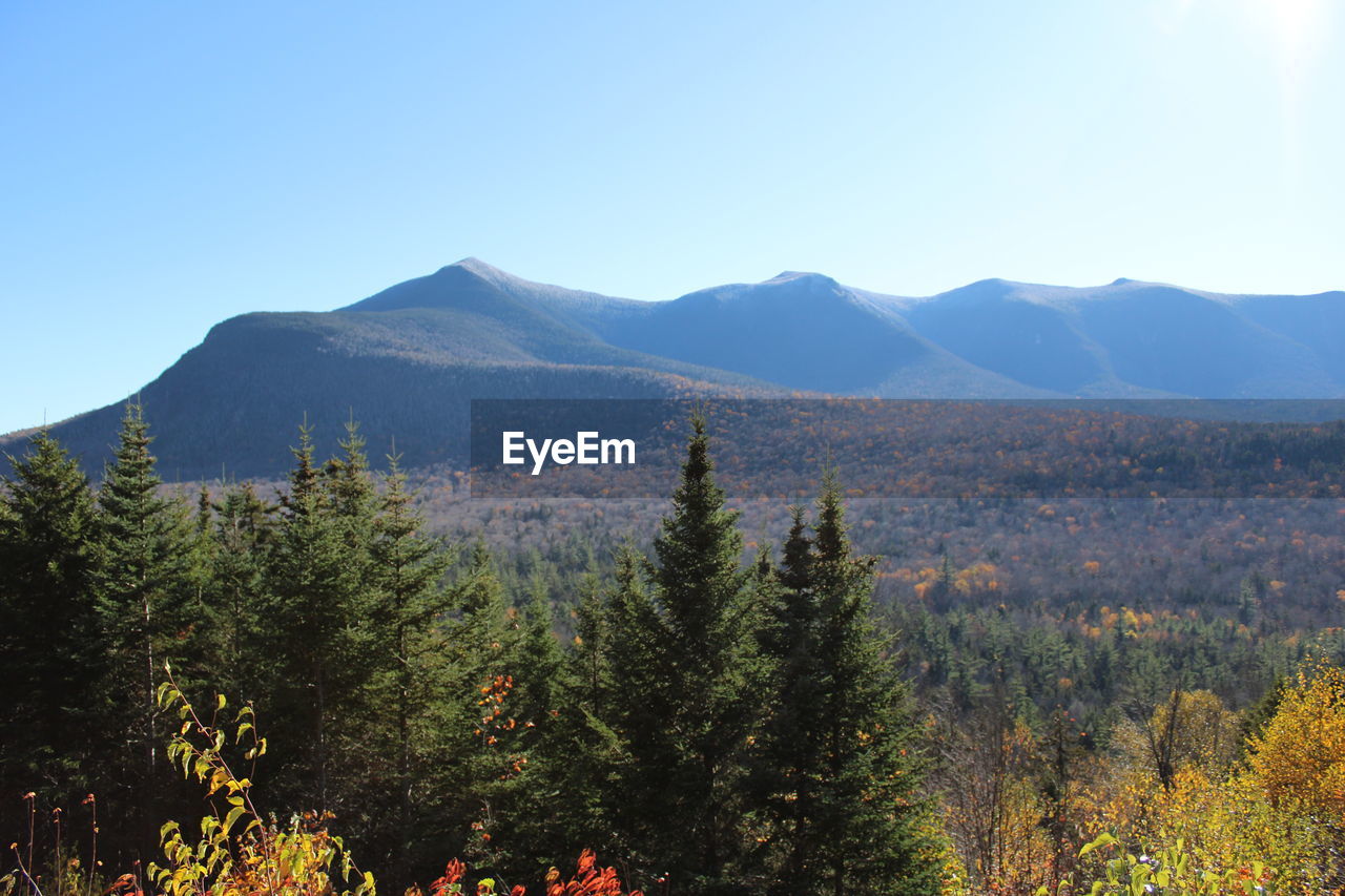 mountain, plant, tree, wilderness, sky, scenics - nature, beauty in nature, nature, land, landscape, environment, autumn, forest, ridge, no people, mountain range, tranquility, coniferous tree, pine tree, pinaceae, tranquil scene, non-urban scene, leaf, day, blue, outdoors, natural environment, clear sky, meadow, growth, travel destinations, pine woodland, sunlight, travel, sunny