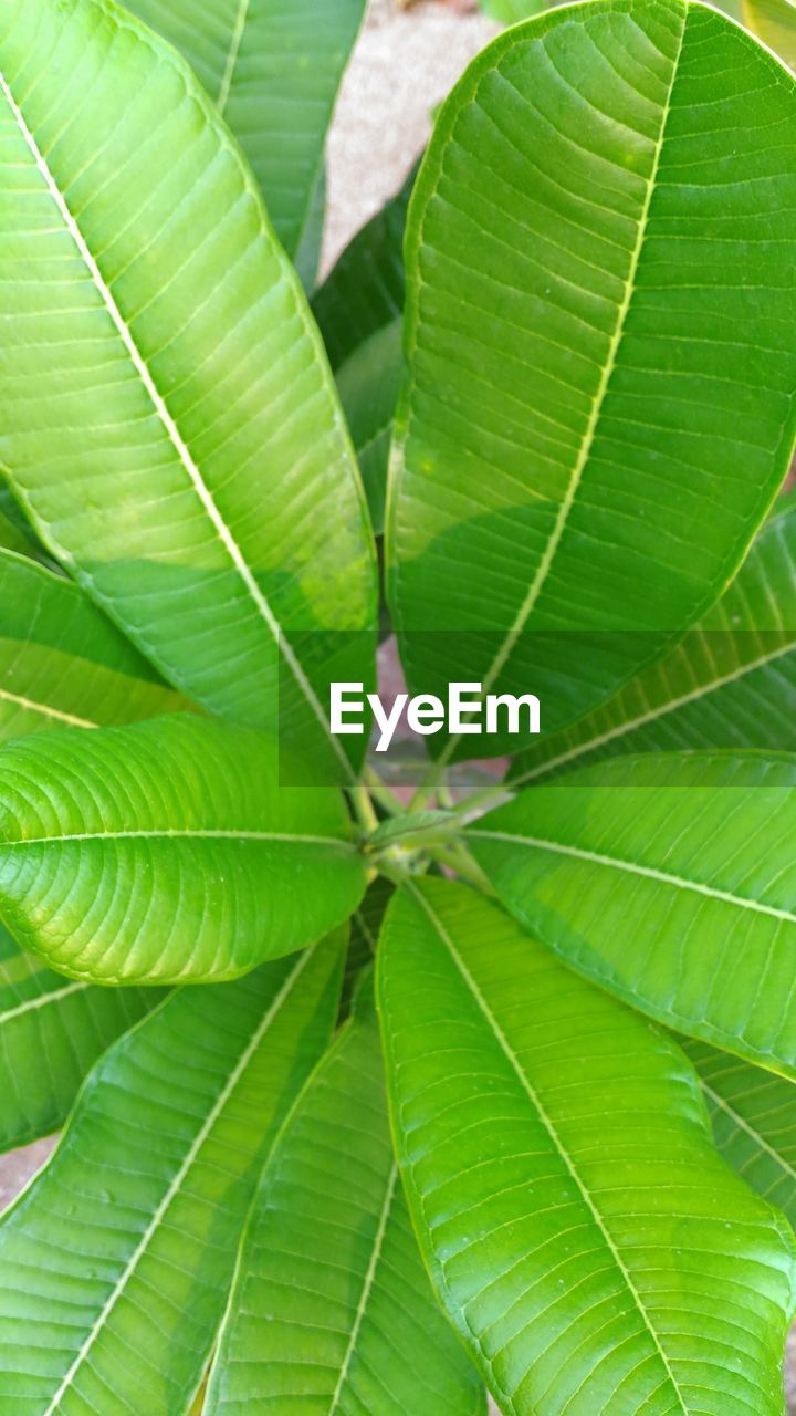 FULL FRAME SHOT OF LEAVES