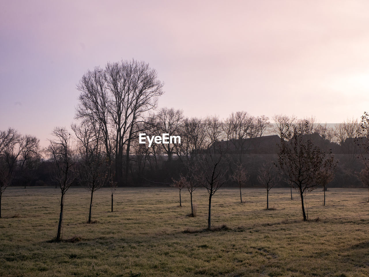 BARE TREES ON FIELD DURING SUNSET