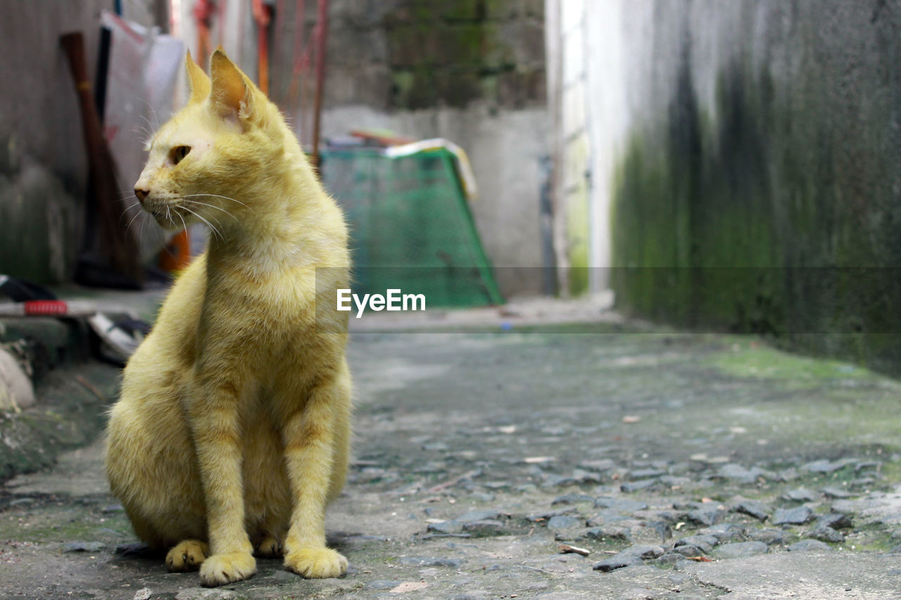 VIEW OF CAT SITTING ON FLOOR