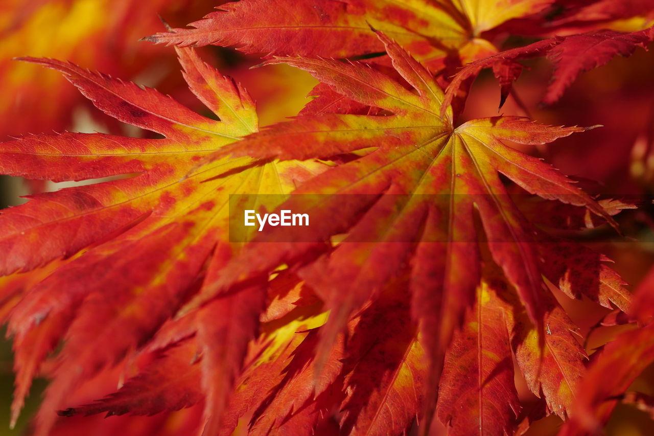 CLOSE-UP OF RED MAPLE LEAVES