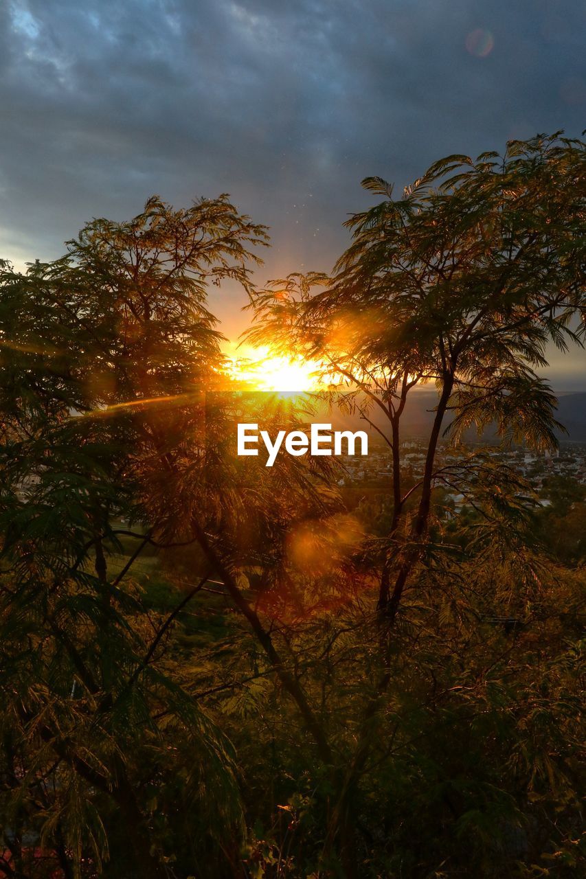 LOW ANGLE VIEW OF SUNLIGHT STREAMING THROUGH TREES DURING SUNSET