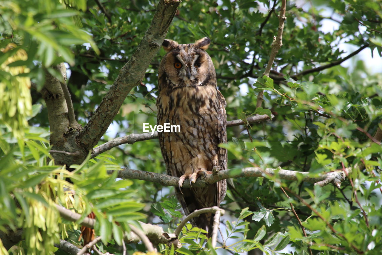 Low angle view of owl perching on tree