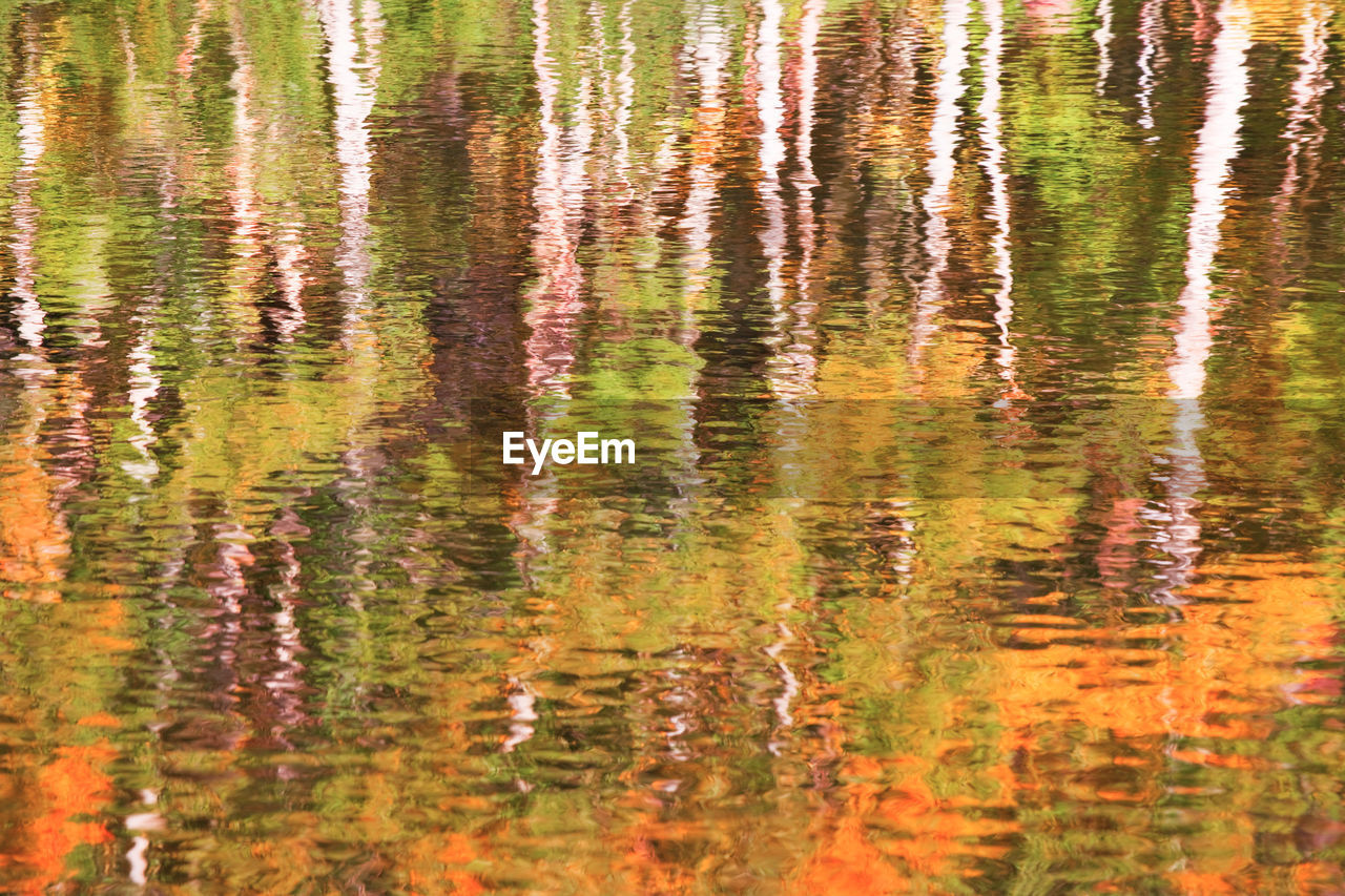 High angle view of trees by lake in forest