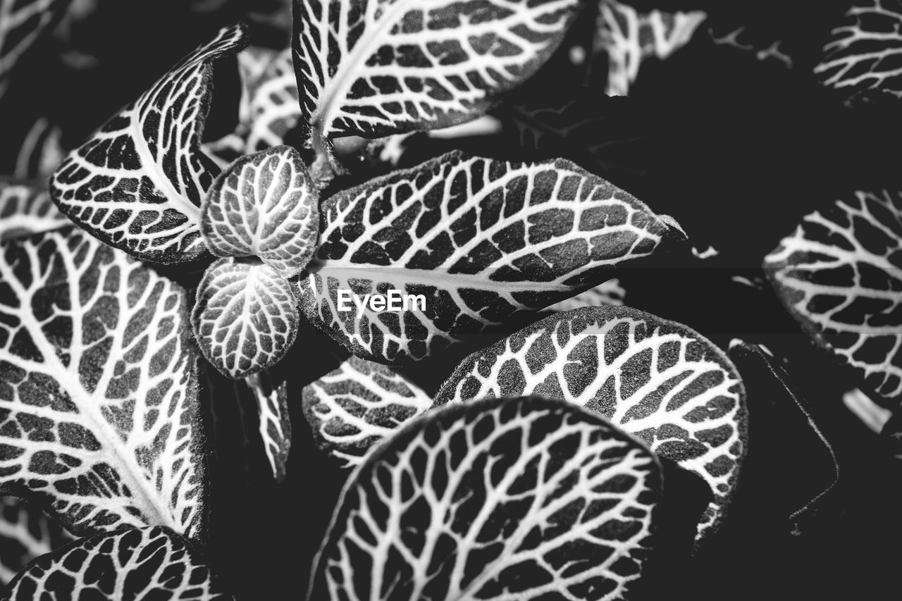 FULL FRAME SHOT OF LEAVES WITH PLANT